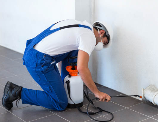 ابادة حشرات فورية و نهائية