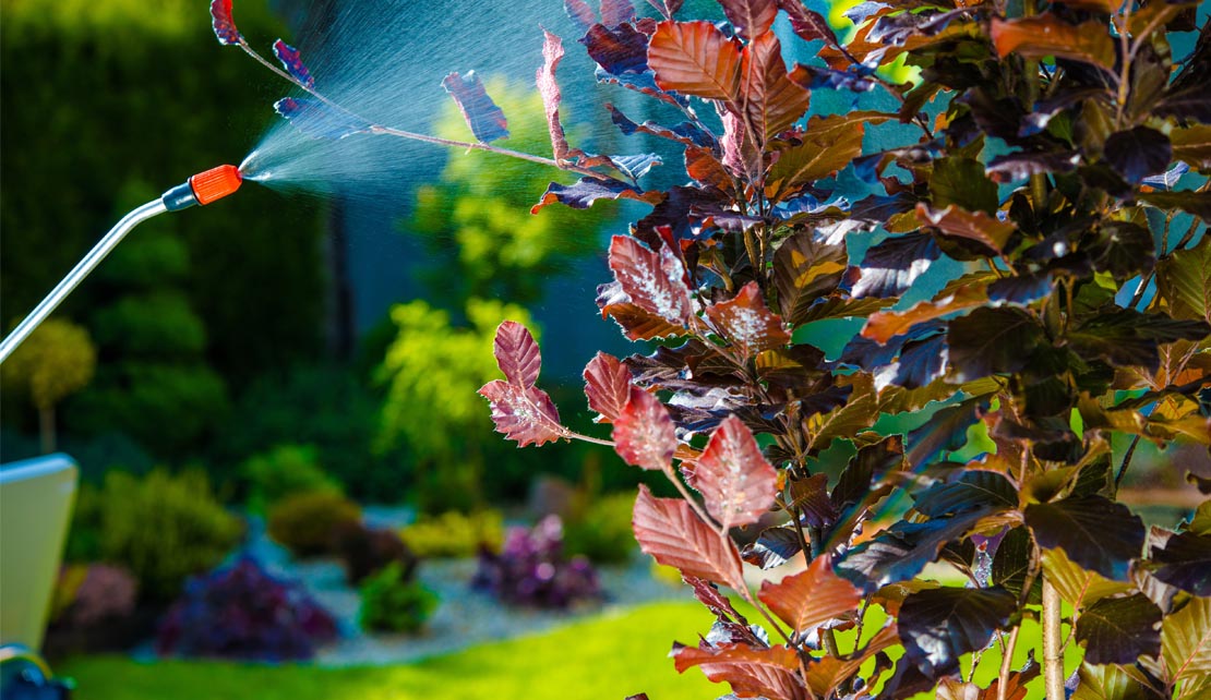 ابادة سوس الخشب