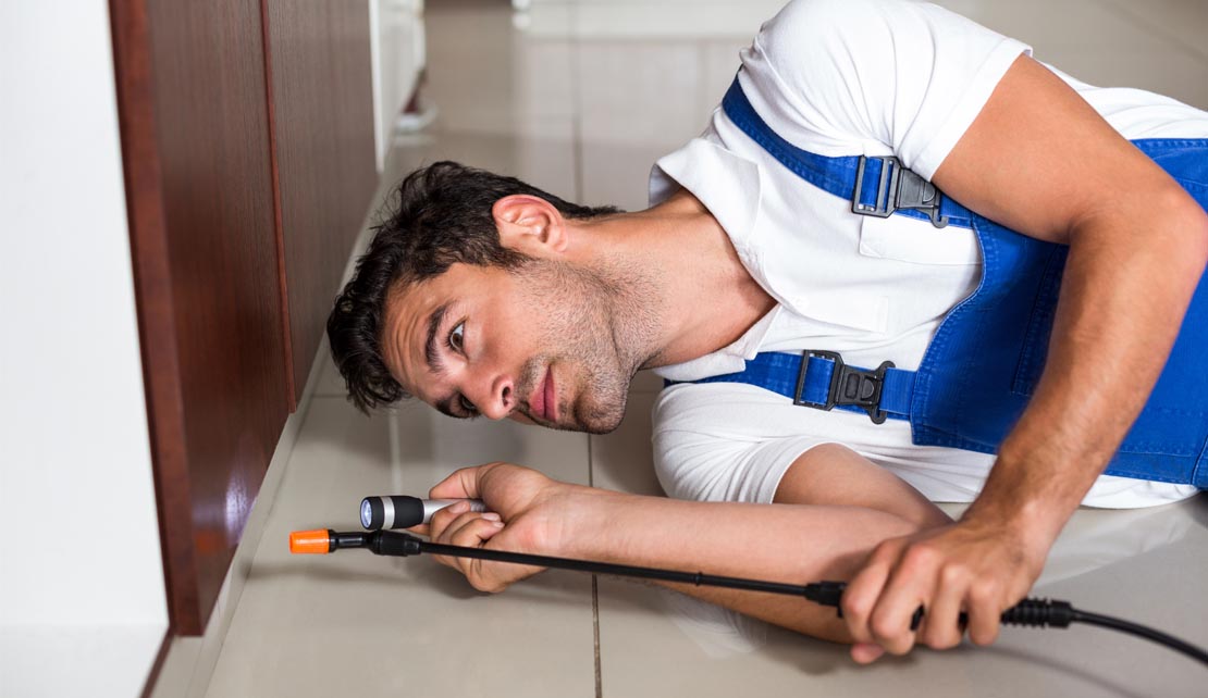 مكافحة الفئران