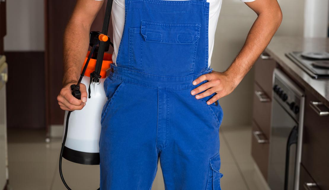 ابادة البعوض